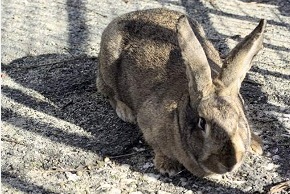 Photo de lapin